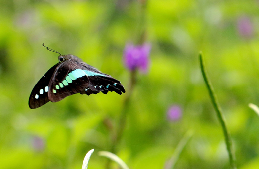 Butterfly park belvai